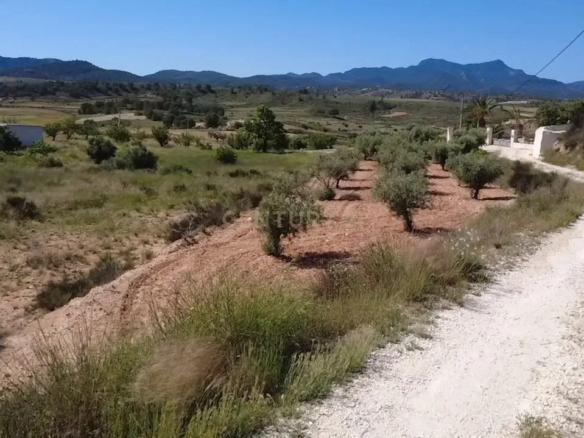 Großzügiges 21.000 m² Landgut mit Oliven- und Mandelhain – Torre del Rico