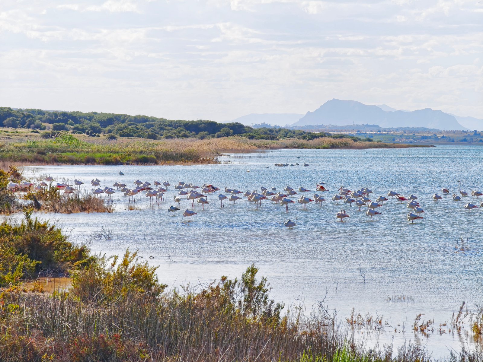 Torrevieja